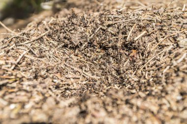 Karıncalar yerde çalışıyor.