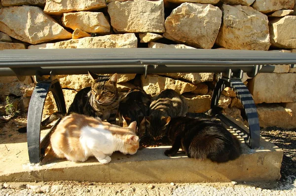 Group of cats eating dry cat food under a outdoor bench.