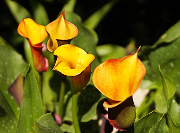 Calas Amarelas Flores Jardim Botânico — Fotografia de Stock