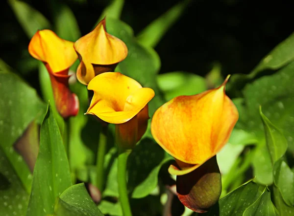 Calas Amarelas Flores Jardim Botânico — Fotografia de Stock