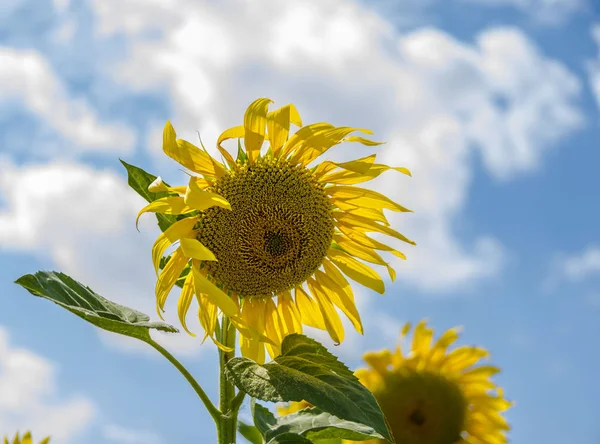 Ayçiçeği gökyüzü arka plan üzerinde yakın çekim