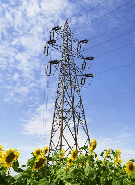 Power Pole Electrical Sunflower Field — Stock Photo, Image