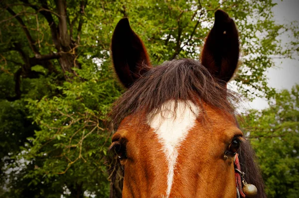 Cativeiro Feche Cabeça Cavalo Trabalho Marrom — Fotografia de Stock