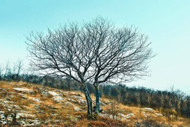 Romanya 'nın Dobrogea Vadisi Reserve kentindeki soğuk manzara