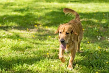 Köpek iş başında, çimenlerin üzerinde