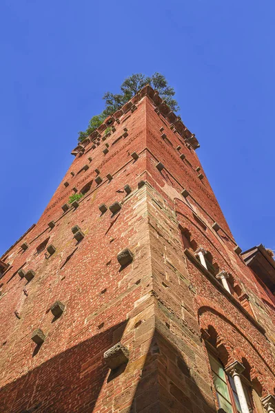 Фасад Башни Guinigi Известный Памятник Историческом Центре Лукки Тоскана — стоковое фото