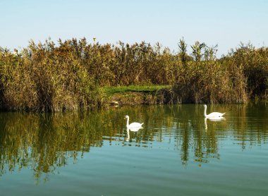 Köstence, Romanya - 18 Ekim 2015. Romanya'nın Köstence şehrindeki Tabacariei Gölü'nde güneşli sonbahar günü. 