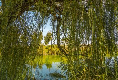 Söğütlerin arasında. Güneşli sonbahar günü bahar gibi.