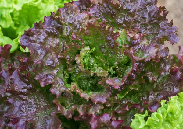 Red Green Salad Growing Garden — Stock Photo, Image