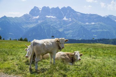 Çimenlerin üzerinde ineklerle İsviçre manzarası. Arka planda Alpler dağları. 