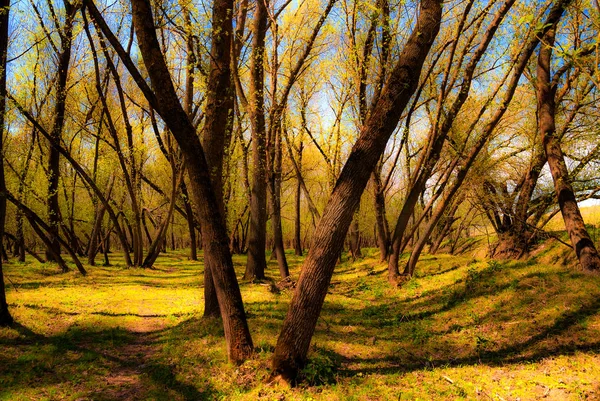 Rumuński Wiosenny Las Wiosenny Krajobraz — Zdjęcie stockowe