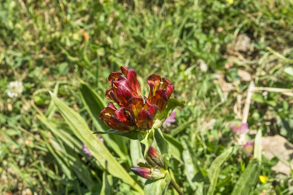 Czerwony Dziki Kwiat Alpach Górskich Szwajcaria — Zdjęcie stockowe