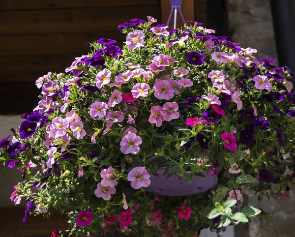 Decoración Tradicional Flores Francesas Rústicas — Foto de Stock