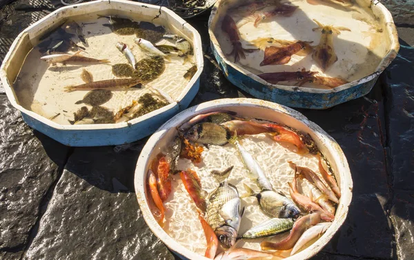 Stary Tradycyjny Targ Świeżych Ryb Plaży Neapolu Włochy — Zdjęcie stockowe
