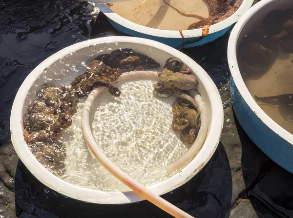 Alter Traditioneller Markt Mit Frischem Fisch Strand Neapel Italien — Stockfoto