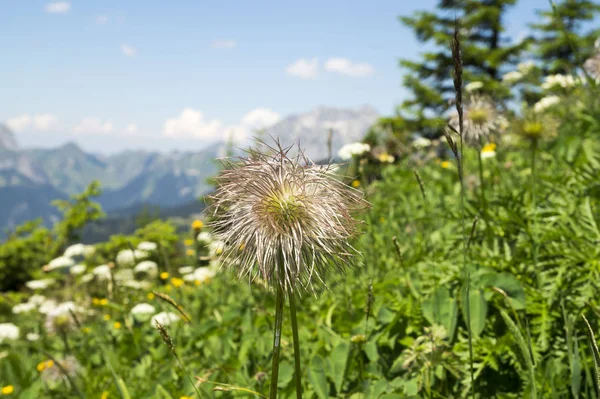 Extrañas Flores Silvestres Esponjosas Naturaleza Los Alpes Portes Soleil Región — Foto de Stock