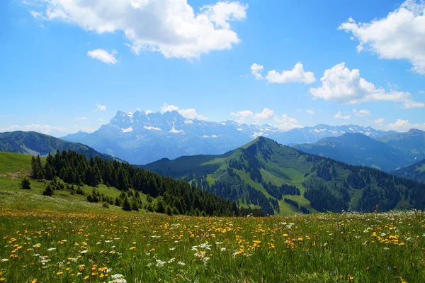Bellissimo Paesaggio Estivo Con Fiori Cielo Azzurro Nelle Alpi Francesi — Foto Stock