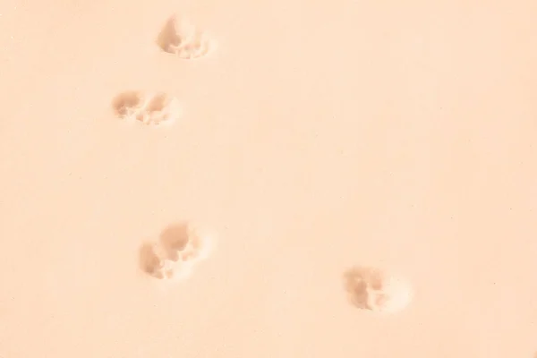 Zimowe Tapety Odciskami Zwierząt Głębokim Śniegu — Zdjęcie stockowe