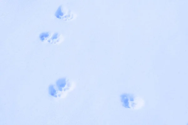 Winter wallpaper with animal footprints in deep snow