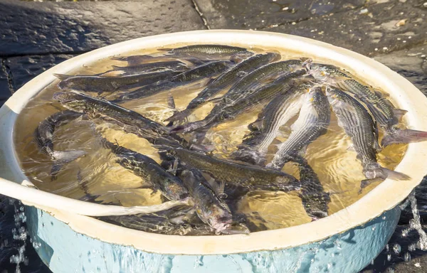 Typischer Italienischer Fischmarkt Freien Mit Frischem Fisch Und Meeresfrüchten — Stockfoto