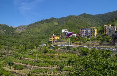 Renkli köy Corniglia, Cinque Terre bölgesi, La Spezia, İtalya görünümü. Üzüm bağları ve evler. 
