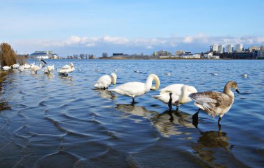 Beyaz Kuğu su ile manzara