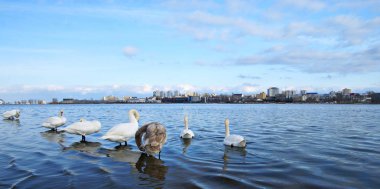 Beyaz Kuğu su ile manzara