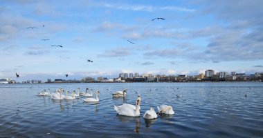 Beyaz Kuğu su ile manzara