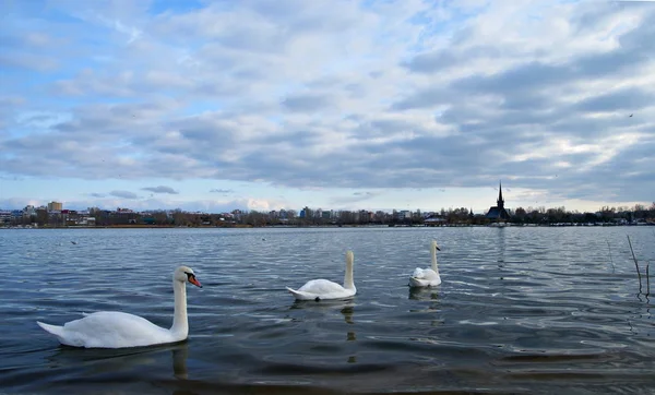 Paisaje Con Cisnes Blancos Agua — Foto de Stock