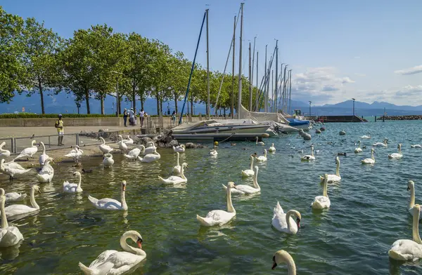 Vista Mattutina Del Lago Ginevra Con Cigni Bianchi Losanna Svizzera — Foto Stock