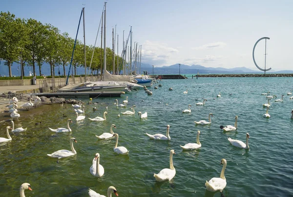 Vista Mattutina Del Lago Ginevra Con Cigni Bianchi Losanna Svizzera — Foto Stock