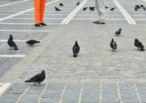 Brasov Romanya Mart 2014 Council Square Brasov Daki Insanlar Güvercinler — Stok fotoğraf
