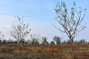 Dobrogea, Romanya'da sonbahar sezonunda genç badem bahçesi