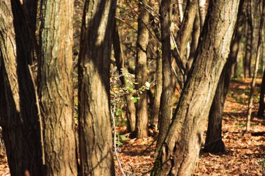 Sonbaharda orman, Dobrogea arazisi, Romanya