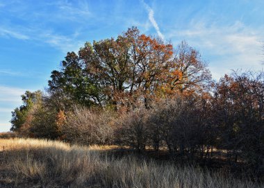 Sonbaharda orman, Dobrogea arazisi, Romanya