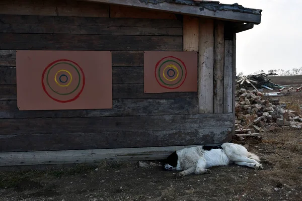 Мирный Сельский Пейзаж Ленивой Собакой Добродже Румыния — стоковое фото