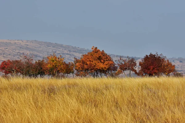 Herfst Landschap Landschap Met Groene Bomen Natuurreservaat Van Monding Van — Stockfoto