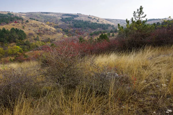 Herbstliche Landschaft Mit Grünen Bäumen Naturschutzgebiet Der Mündung Der Dobrogea — Stockfoto