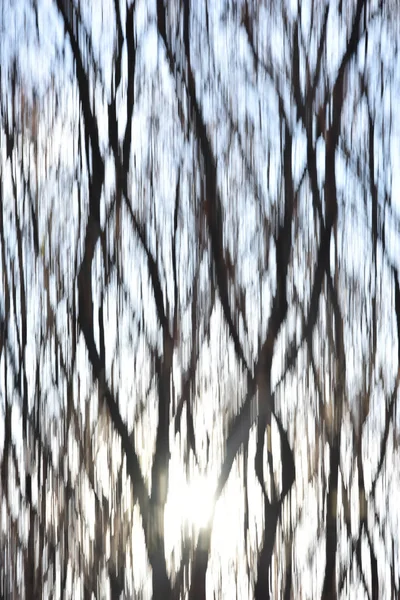 Příroda Abstraktní Pozadí Lesním Podzim Dobrogea Land Rumunsko Kreativní Fotografie — Stock fotografie
