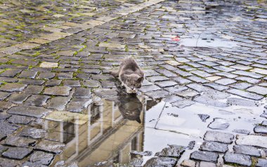 Cluj, Transilvanya, Romanya - 22 Ekim 2016. Cluj Eski Şehir Inocentiu Micu Klein Street, Romanya  