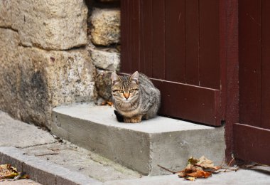 Ahşap grunge kapı ile eski bir evin önünde kedi