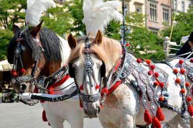 Krakow, Polonya - 1 Eylül 2016. Eski şehrin turistlerin cazibe Krakow.Horse taşıma Krakw'ın ana Pazar Meydanı'nda şehir gezileri Turları