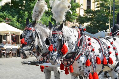 Krakow, Polonya - 1 Eylül 2016. Eski şehrin turistlerin cazibe Krakow.Horse taşıma Krakw'ın ana Pazar Meydanı'nda şehir gezileri Turları
