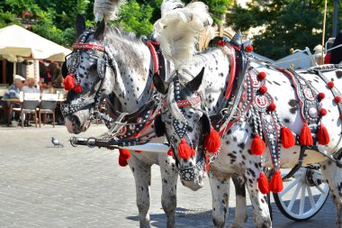 Krakow, Polonya - 1 Eylül 2016. Eski şehrin turistlerin cazibe Krakow.Horse taşıma Krakw'ın ana Pazar Meydanı'nda şehir gezileri Turları