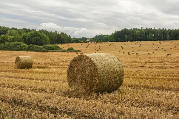 Podzimní Krajina Sklizeň Pole Balíky Slámy — Stock fotografie