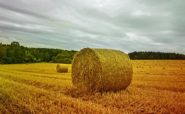 Őszi Táj Betakarítás Mező Szalmabálákat — Stock Fotó