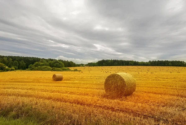 Осінній Пейзаж Збиральне Поле Солом Яними Тюками — стокове фото