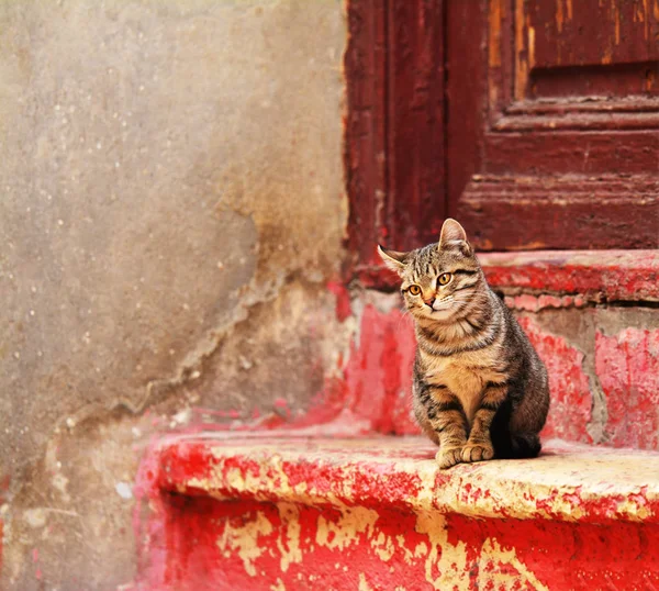 Γάτα Στις Σκάλες Κόκκινη Πέτρα Μπροστά Από Ένα Παλιό Σπίτι — Φωτογραφία Αρχείου
