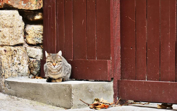 Gato Frente Uma Casa Velha Com Porta Grunge Madeira — Fotografia de Stock