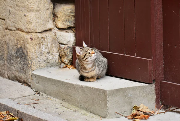 Gato Frente Uma Casa Velha Com Porta Grunge Madeira — Fotografia de Stock